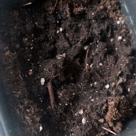 Photo of the plant species Wild Cosmos by @HotMilkmaids named Tree Diddy on Greg, the plant care app