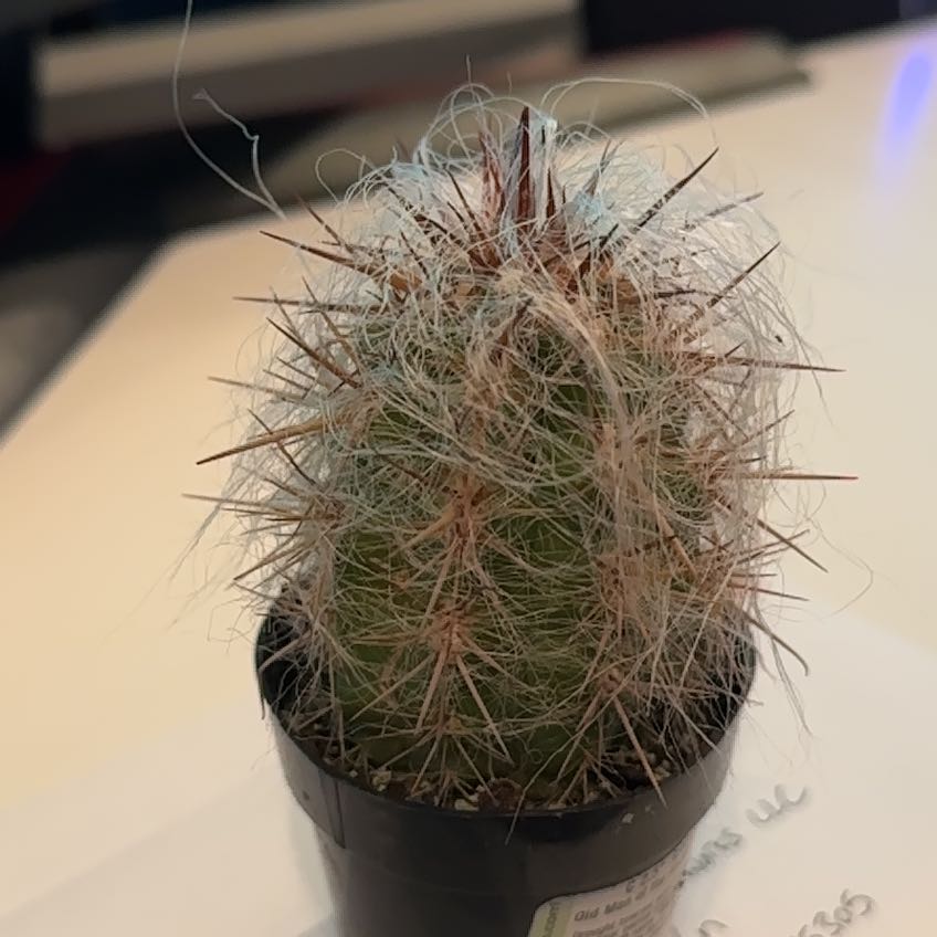 A small cactus with white hair-like structures and spines, identified as Old Man of the Andes.