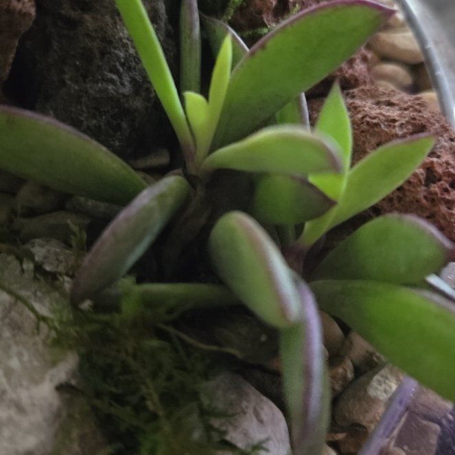 Photo of the plant species Small Red Carpet by @ZarfBladdernut named Sophia on Greg, the plant care app
