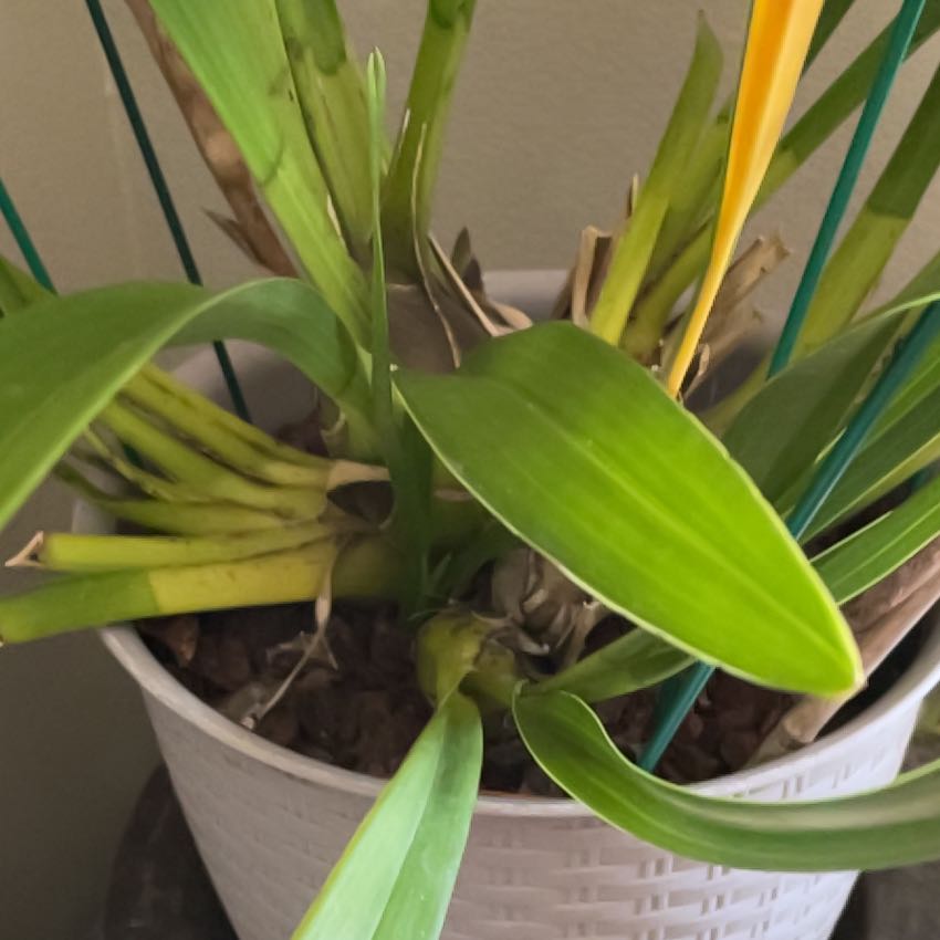 Photo of the plant species Cymbidium Orchid 'Fashion Show' by @StoriedRedbetel named Orange on Greg, the plant care app