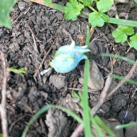 Photo of the plant species Baby Blue Eyes by @RealTimeout named Madonna on Greg, the plant care app