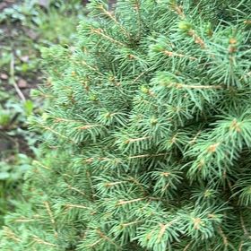 Photo of the plant species Eastern Spruce by @RealTimeout named Mochi on Greg, the plant care app