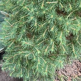 Photo of the plant species White Fir by @RealTimeout named Tupot amaroot on Greg, the plant care app