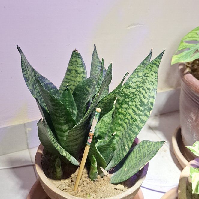 Photo of the plant species Dwarf Snake Plant by @RomanticCowpea named Surya on Greg, the plant care app