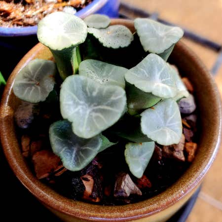 Photo of the plant species Haworthia maughanii by @FlowerFairy named Toad on Greg, the plant care app