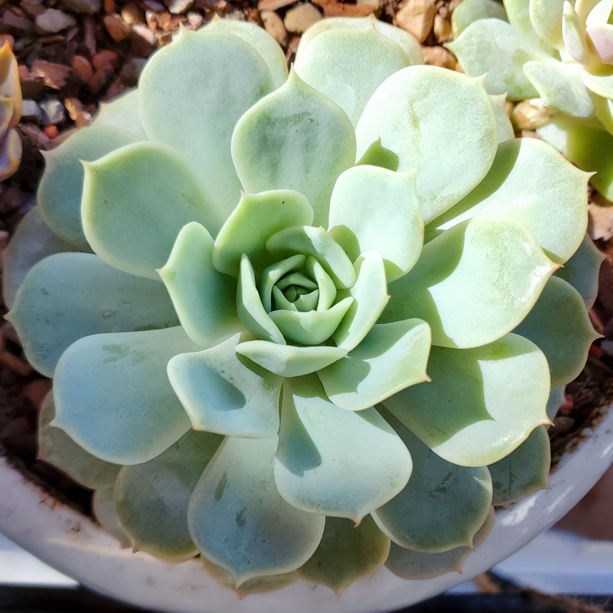 Echeveria 'Fleur Blanc' succulent with light green rosette leaves in a pot with visible soil and pebbles.