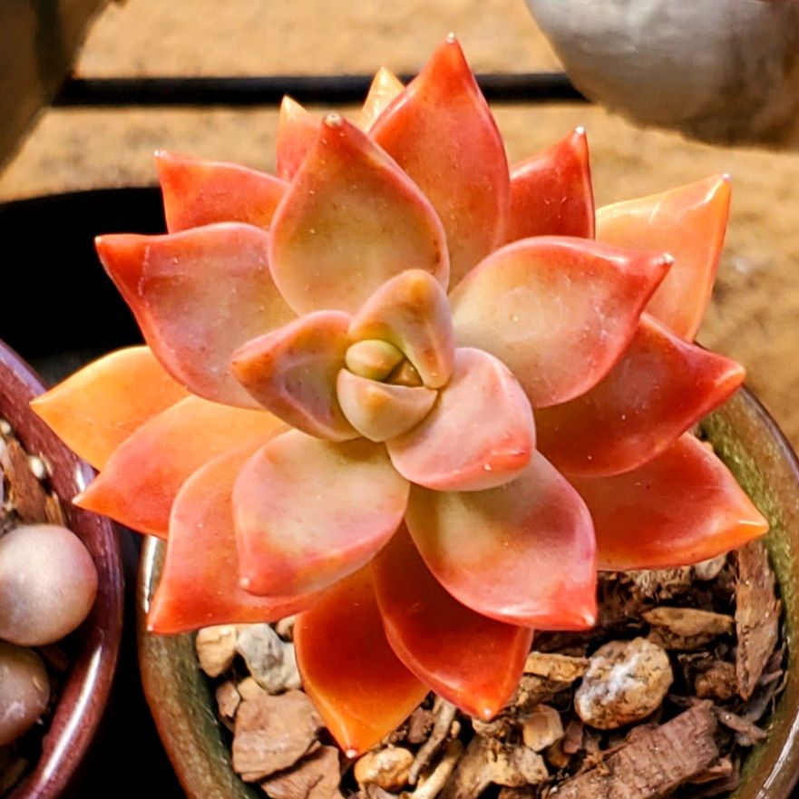 Graptosedum 'Alpenglow' succulent with vibrant orange and pink hues, healthy appearance.