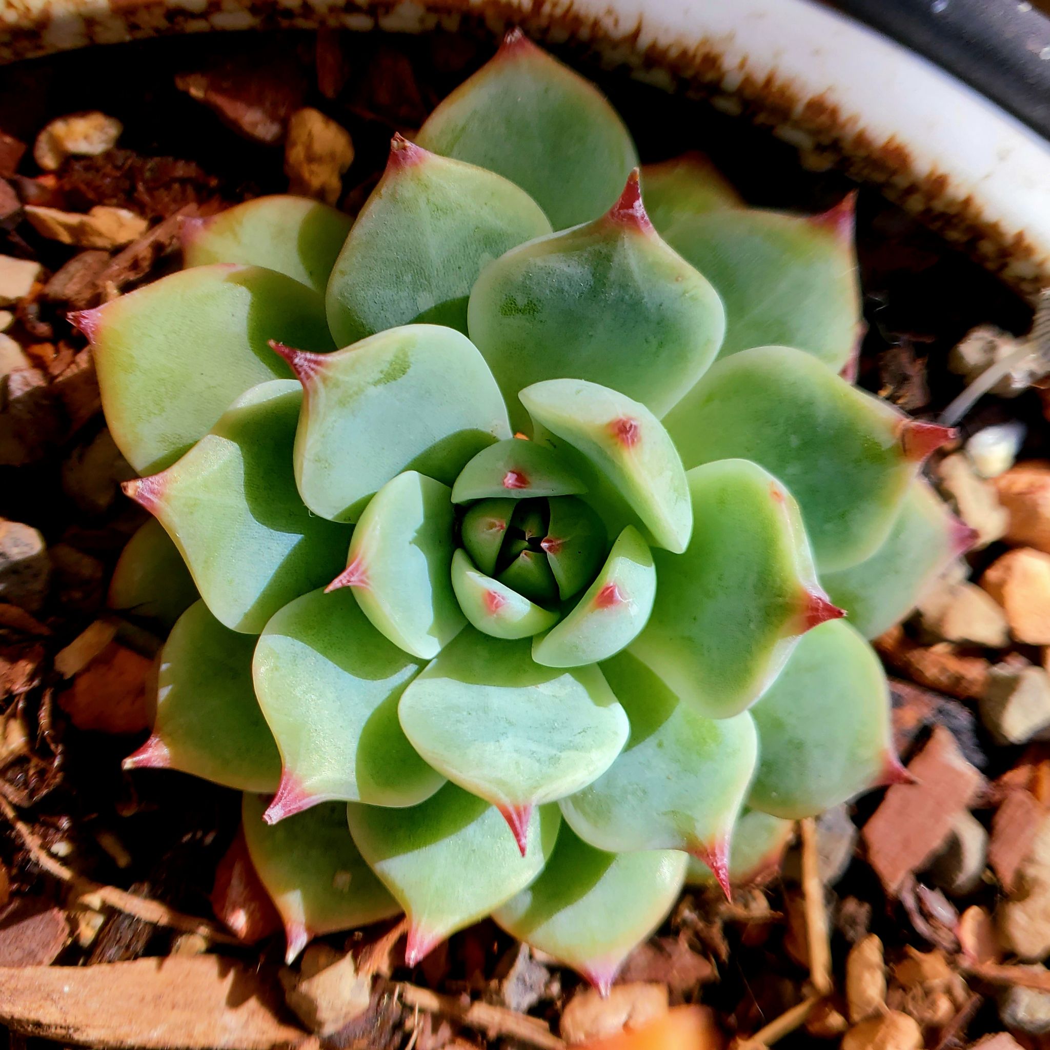 Echeveria chihuahuaensis succulent plant with green leaves and red tips.