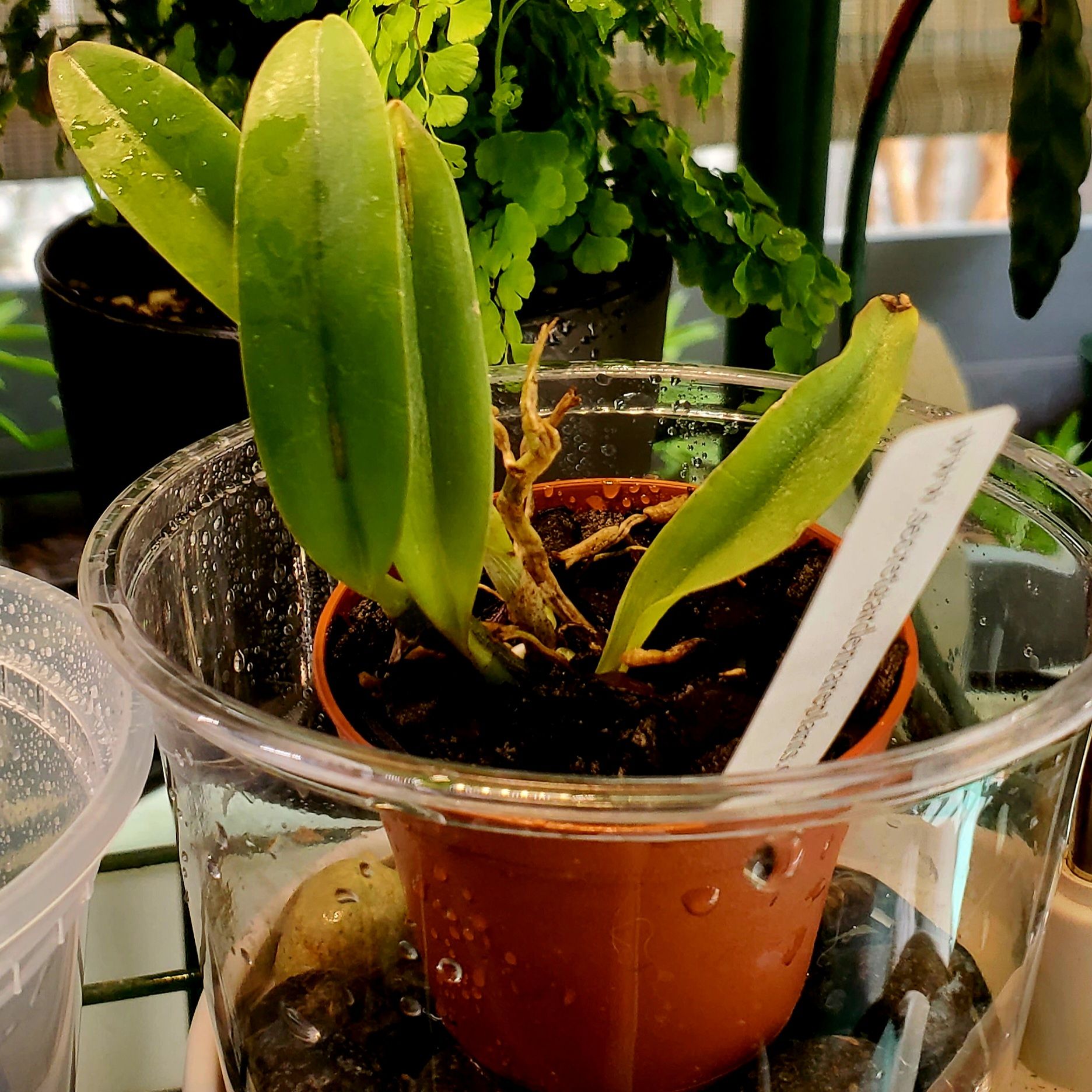 Potted Cattleya Orchid with green leaves, moist soil, and no visible flowers.