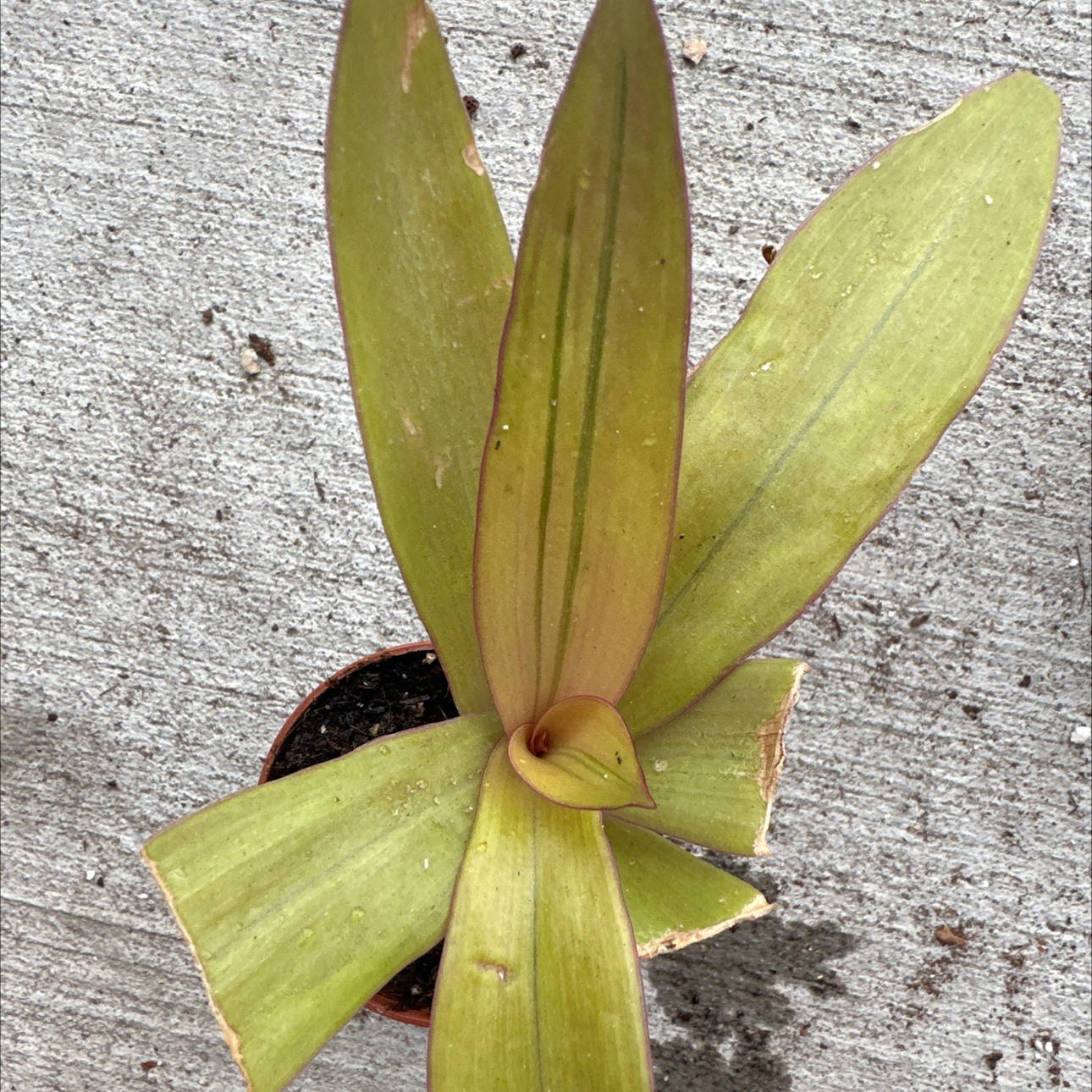 Photo of the plant species Rhoeo Golden by @JocularBagpod named Gobi on Greg, the plant care app