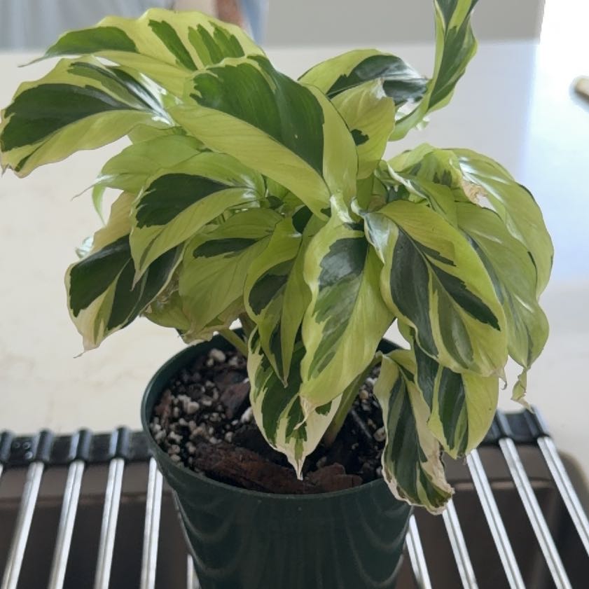 Photo of the plant species Calathea 'Thai Beauty' by @JocularBagpod named Karen Huger on Greg, the plant care app