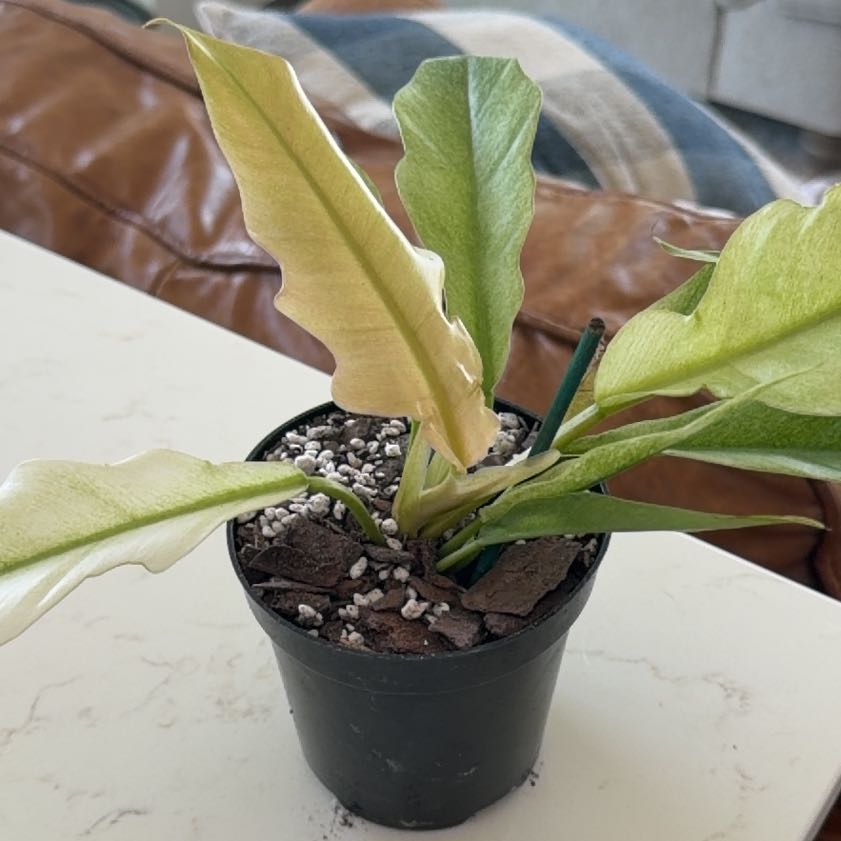 Photo of the plant species Philodendron 'Pluto' by @JocularBagpod named Kim Zolciak on Greg, the plant care app