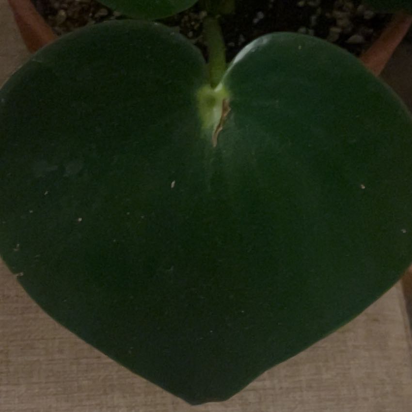 Photo of the plant species Owl Eye by @KeySchefflera named Naomi on Greg, the plant care app