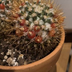 Photo of the plant species Nipple Cactus by @KeySchefflera named Harmony on Greg, the plant care app