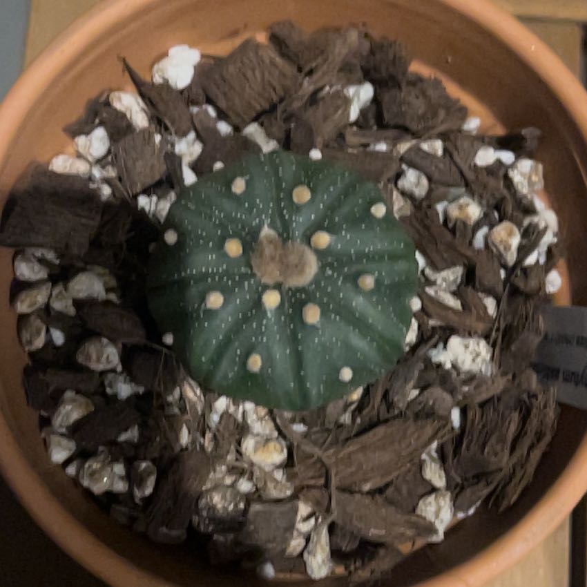 Photo of the plant species Silver Dollar Cactus by @KeySchefflera named Prince on Greg, the plant care app