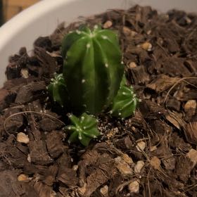 Photo of the plant species Hedgehog Cactus by @KeySchefflera named Emerson on Greg, the plant care app