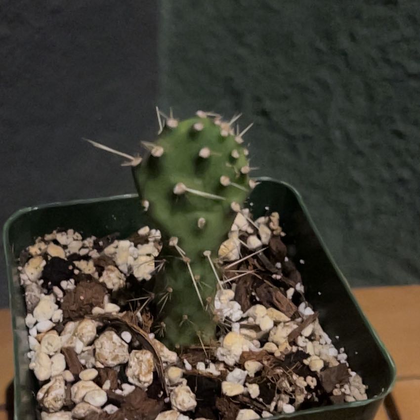 Photo of the plant species prickly pear by @KeySchefflera named Plato on Greg, the plant care app