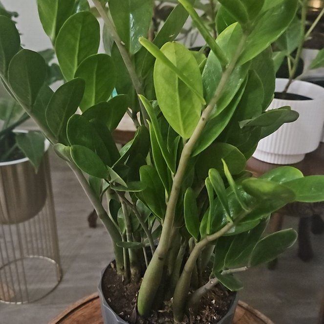 Photo of the plant species Lucky ZZ Plant by @LivelyBluerose named Gaga on Greg, the plant care app