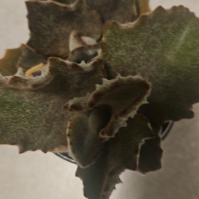 Photo of the plant species Kalanchoe beharensis 'Fang' by @LivelyBluerose named Austen on Greg, the plant care app
