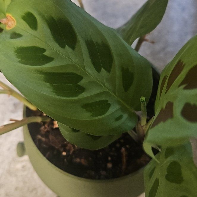Photo of the plant species Maranta Prayer Plant by @LivelyBluerose named Sanders on Greg, the plant care app