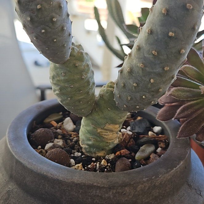 Photo of the plant species Tephrocactus Articulatus by @LivelyBluerose named Sahara on Greg, the plant care app