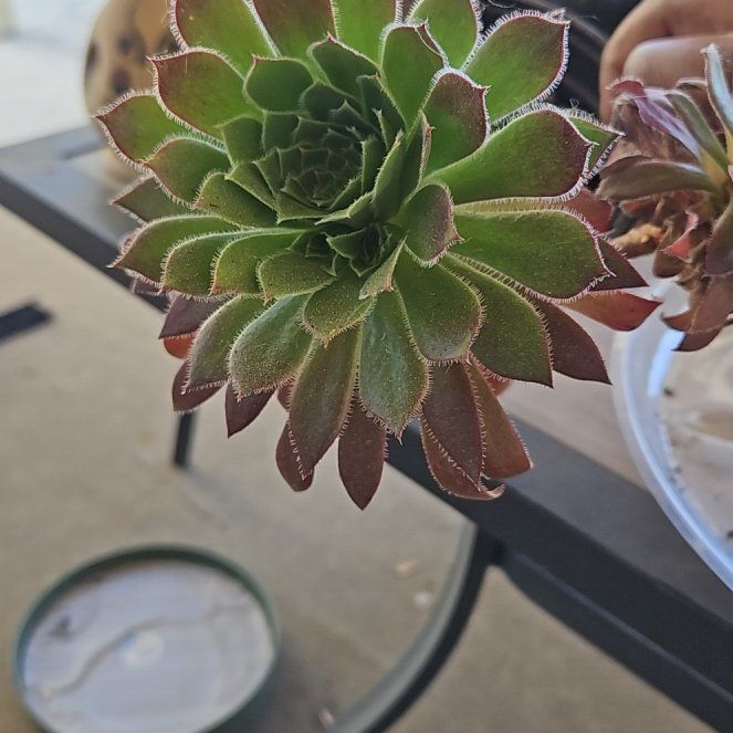 Photo of the plant species aeonium by @LivelyBluerose named Fernie Mac on Greg, the plant care app