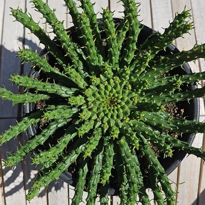 Photo of the plant species Medusa's Head by @LivelyBluerose named Osmo on Greg, the plant care app