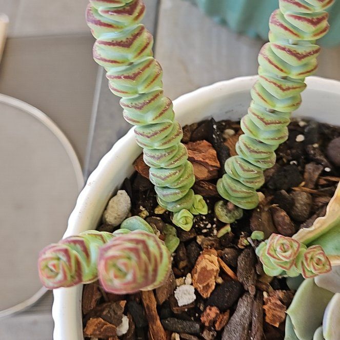 Photo of the plant species Crassula 'Baby's Necklace' by @LivelyBluerose named Morgan Treeman on Greg, the plant care app