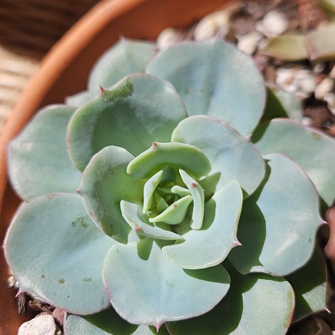 Photo of the plant species Peaches and Cream by @LivelyBluerose named Winston on Greg, the plant care app