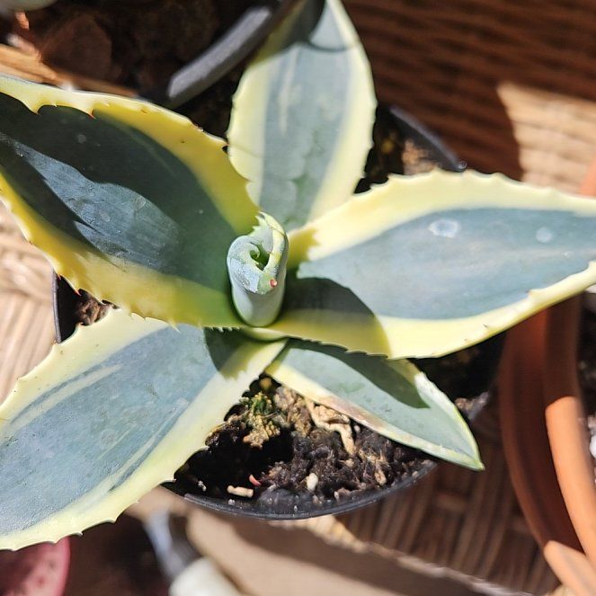 Photo of the plant species Agave americana 'Matsumoto' by @LivelyBluerose named Bigleef Smalls on Greg, the plant care app