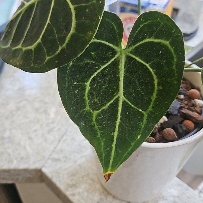 Photo of the plant species Antúrio Clarinevium by @LivelyBluerose named Figyonce on Greg, the plant care app