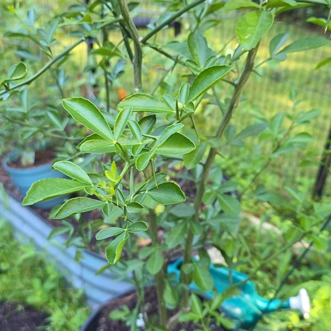 Photo of the plant species Hardy Orange by @DurableOrpine named Arancia Hardy Orange on Greg, the plant care app