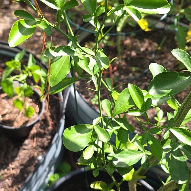 Photo of the plant species Hardy Orange by @DurableOrpine named Gaga on Greg, the plant care app