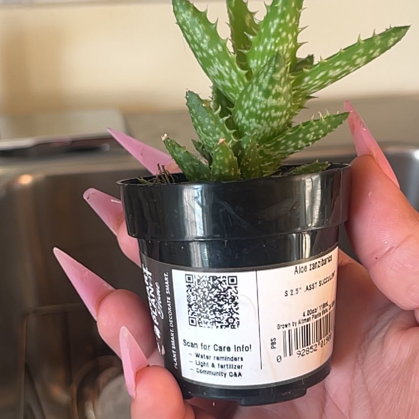 Photo of the plant species Narrow-leafed Tiger Tooth Aloe by @ChicAmurmaple named Kesha on Greg, the plant care app