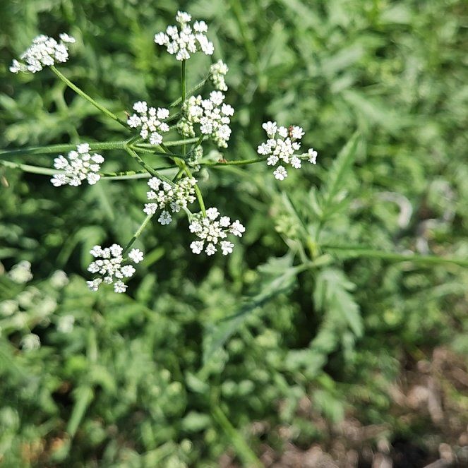 Photo of the plant species Spreading Hedgeparsley by @ValiantJavamoss named Emerson on Greg, the plant care app