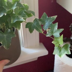 Photo of the plant species Silver Bells Ivy by @SilkenWhiterata named Hemingway on Greg, the plant care app