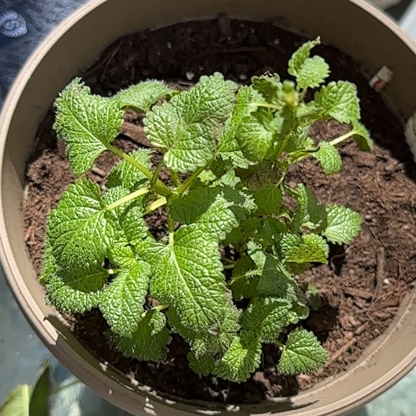 Lemon Balm