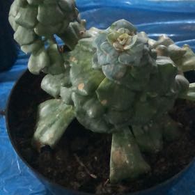 Photo of the plant species Echeveria 'Arctic Lace' by @VisionaryApple named Gregarious on Greg, the plant care app