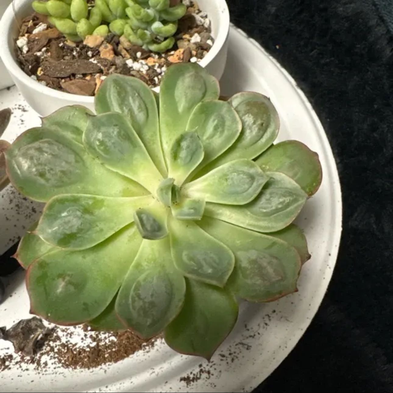 Photo of the plant species Raindrops Echeveria by Jessica named Raine on Greg, the plant care app