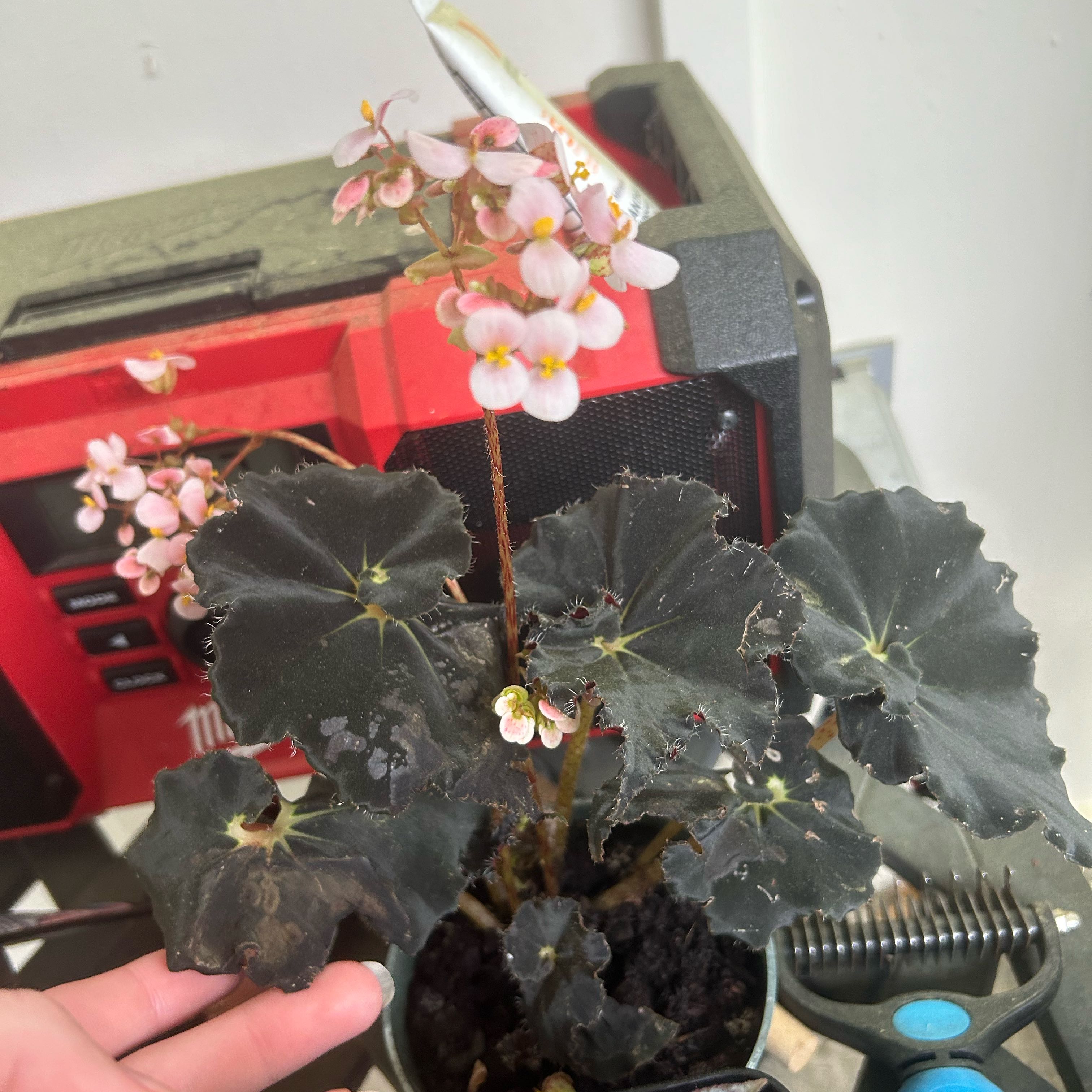 Photo of the plant species Begonia 'Black Velvet' by @ArdentBluepearl named Evil doer on Greg, the plant care app