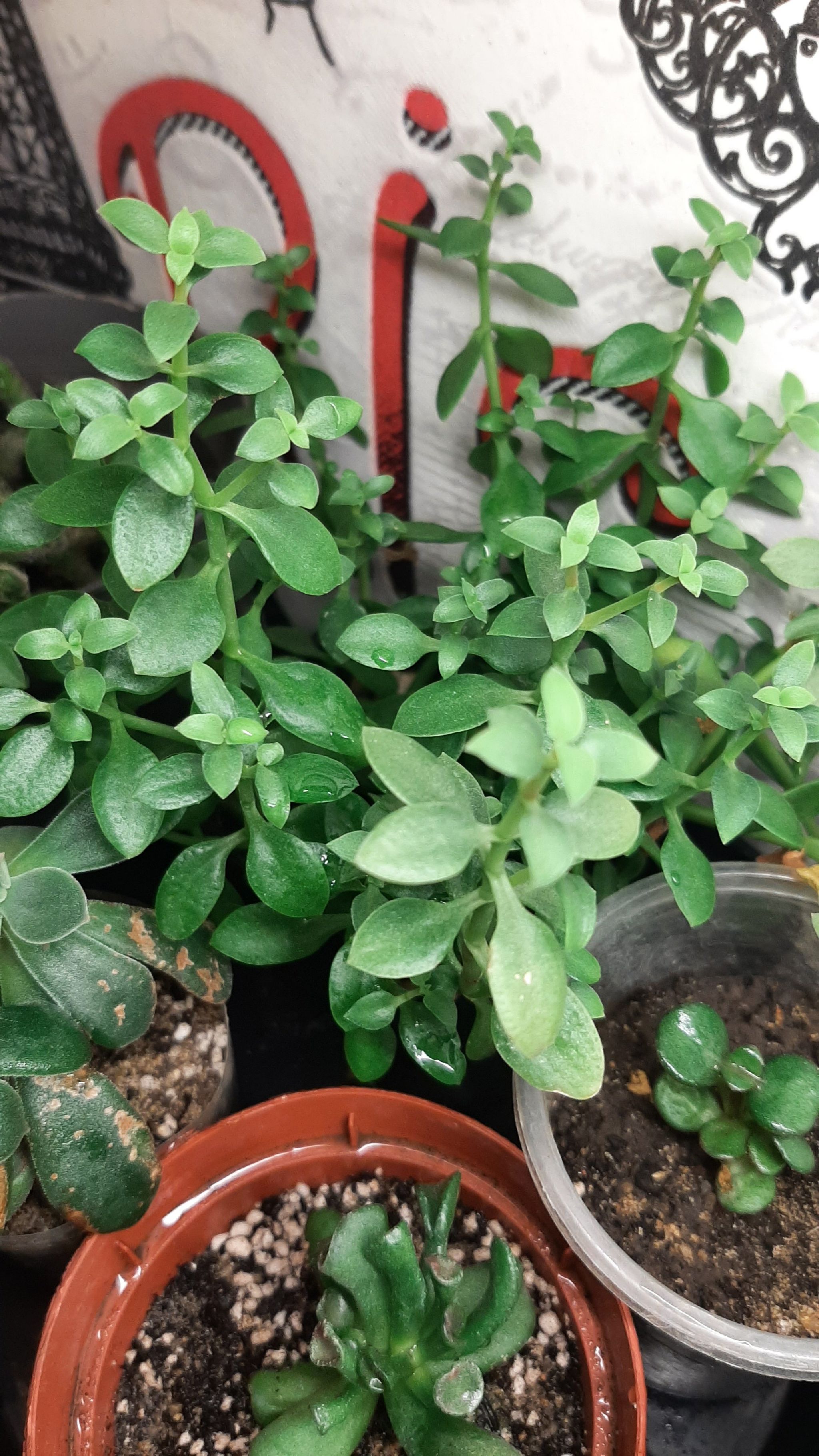 Photo of the plant species Crassula volkensii by @YeveCidergum named Зеленушка on Greg, the plant care app