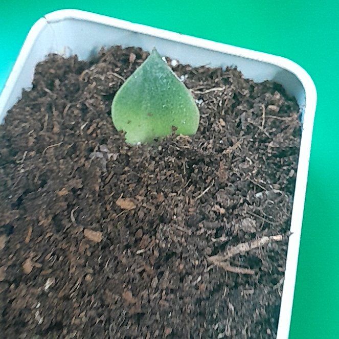 Photo of the plant species Succulent by @ExultantBulrush named Spike Leaves on Greg, the plant care app