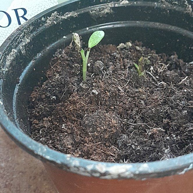 Photo of the plant species Garden Cress by @ExultantBulrush named Miley on Greg, the plant care app