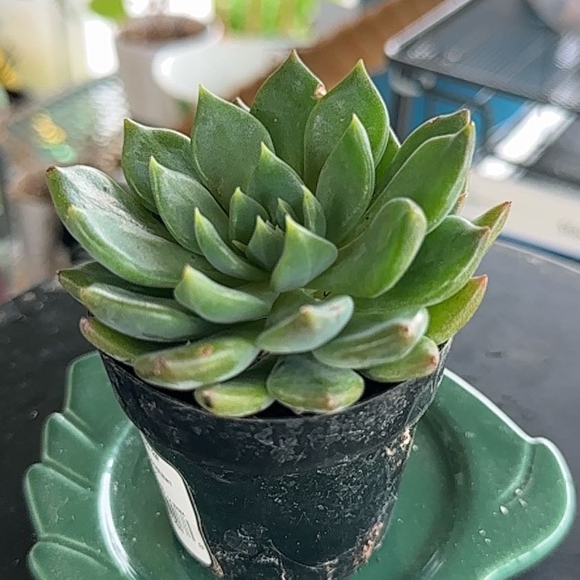 Sedeveria 'Dark Elf' succulent plant in a small pot, healthy green leaves.