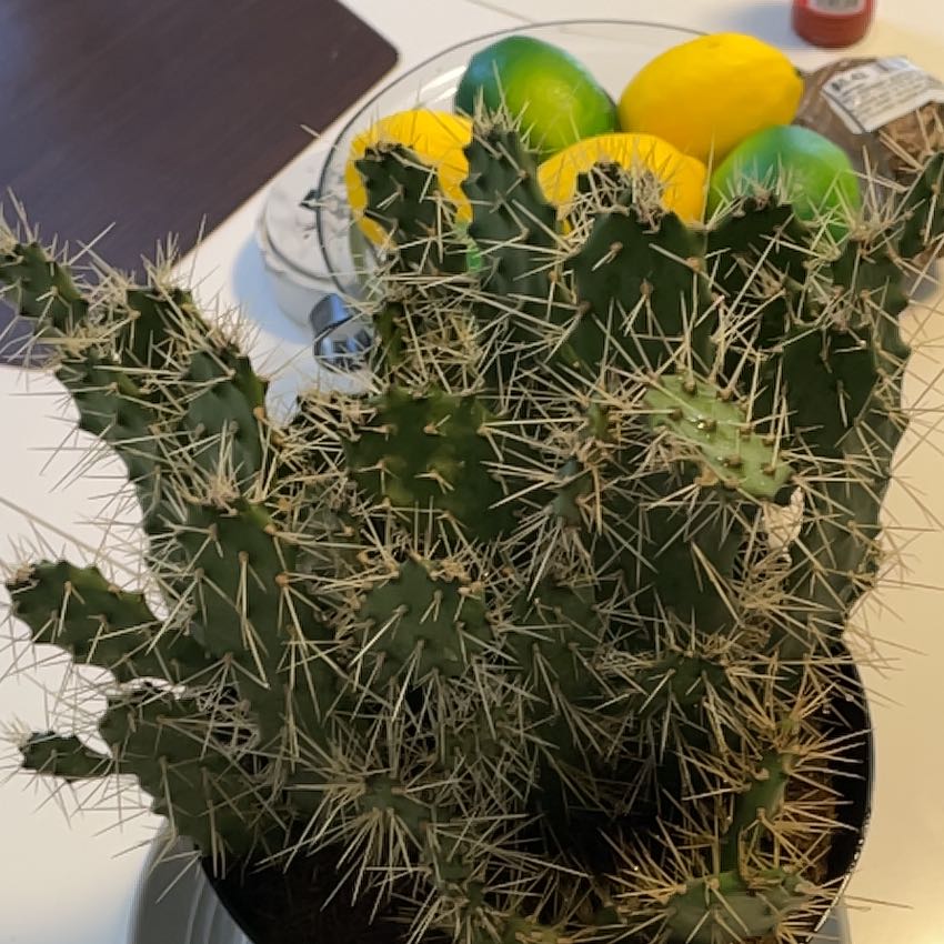 Photo of the plant species Consolea 'Slim Spiny' by @SteamyQuenepa named Sproutacus on Greg, the plant care app