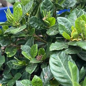 Photo of the plant species Kleim's Hardy Gardenia by @WiredWildramp named Duke on Greg, the plant care app