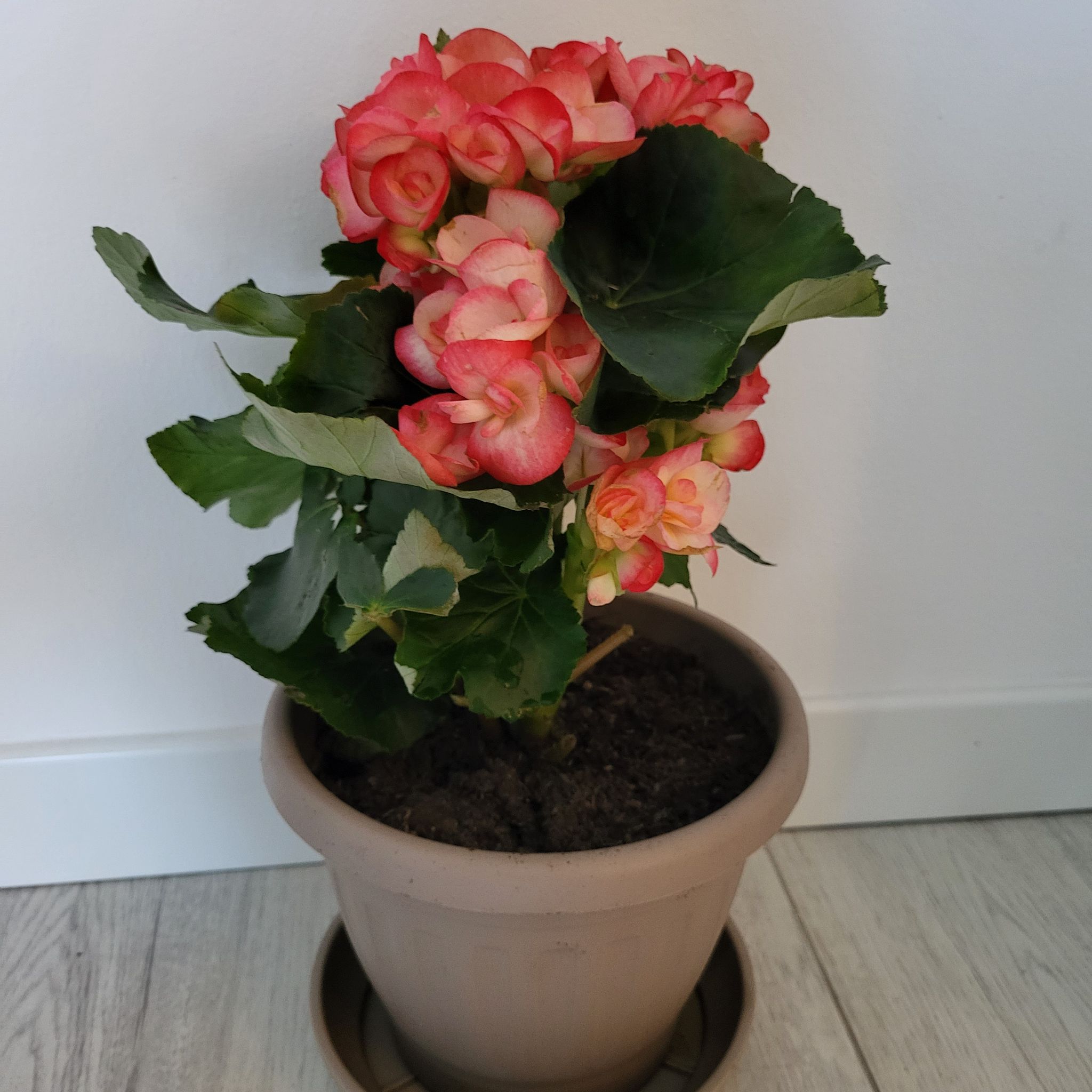 Photo of the plant species Eliator Begonia by @GenialAposeris named Buggy on Greg, the plant care app
