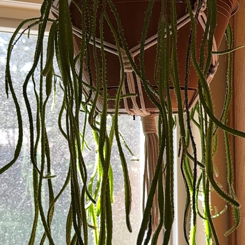 Photo of the plant species Aporophyllum 'Edna Bellamy by @ElderBibi named Plato on Greg, the plant care app