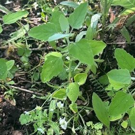 Photo of the plant species Melde by @SecureFernmoss named LiloStitch on Greg, the plant care app