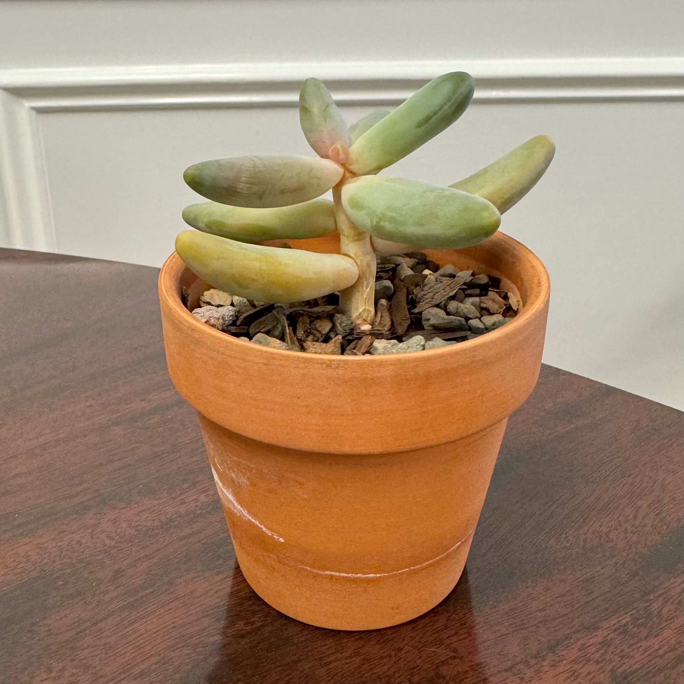 Pachysedum 'Ganzhou' plant in a terracotta pot with slight leaf discoloration.